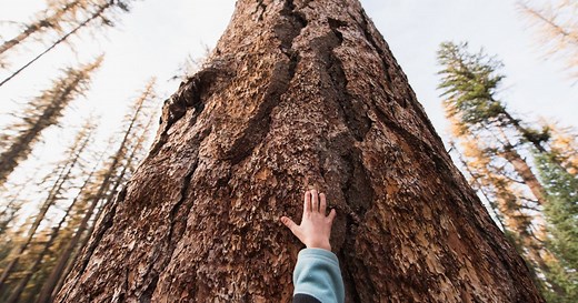 Plant a Billion Trees