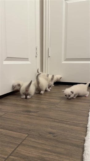 Mama Heidi is always purring when she's around her kittens | cats