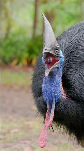 cassowary bird eating fruit #shortsindia