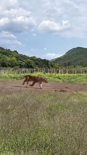 Antelope vs lion😂 #wildanimals #animalsworld #wildlife #trendingreelsvideo #lions #antelope | Thangphamanimals