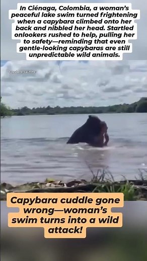 Woman Attacked by Capybara During Swim in Colombia Lake