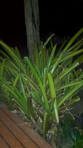 It's likely that some of you skip these night sounds recordings, which I understand, cuz I post them a lot. After all, when you've heard them once or twice, or even many times, they get boring, right? Not for this nature boy - every time I listen, record and share, I am thrilled and full of gratitude! #naturesounds #nature #meditation #relax #naturelovers #naturephotography #music #relaxingmusic #relaxation #meditationmusic #sleepmusic #relaxing #naturelover #stressrelief #relaxingsounds #sleep 