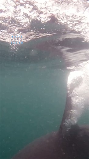 Great white blasts through the surface with mouth open