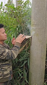 Safe Bee Relocation from an Electrical Pole #bees | Tropical insects