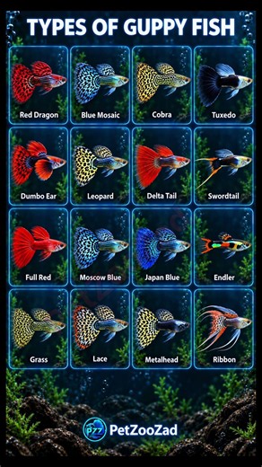 guppy fish | guppy fish tank | types of guppy fish #aquarium #aquariumfish #guppy #subscribeformore