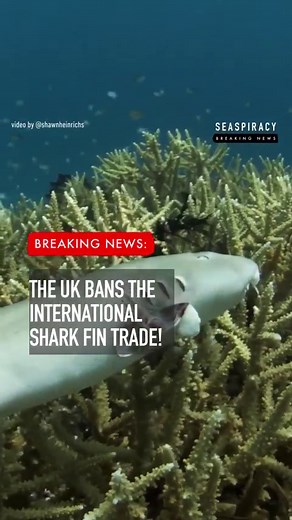 206K views · 329 reactions | Two days ago The Shark Fins Act was...