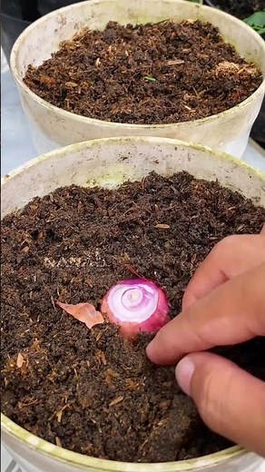 Planting shallots from start to harvest is very easy. You must do this at home