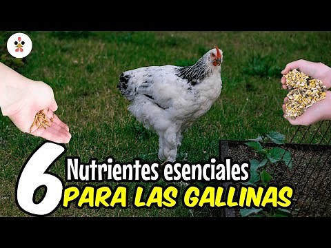 Los 6 nutrientes más importantes para las gallinas