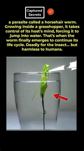 This Parasite Steals the Mantis's Own Genes to Control Its Brain and Force It Into Water
