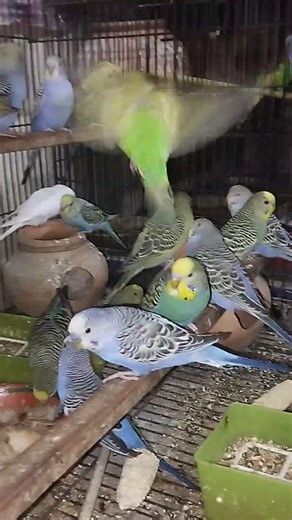 Budgi#birds #breedingpair #parrot #viralshorts #viralvideo #budgiesparakeet #budgies #budgiesfeeding