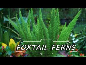 Foxtail Fern Care || Asparagus densiflorus 'Myersii' || Fern Friday!