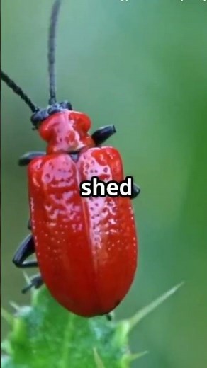 Bones that you can wear! Exoskeleton. #facts #insects #animals #ants