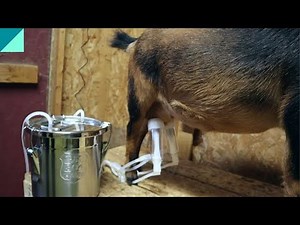 Goat Milk Machine review #goats #goatmilk #goatmilking