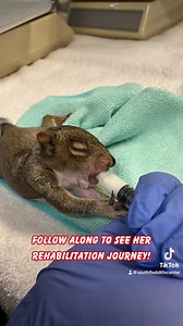 130 reactions · 17 shares | Gray squirrels typically nest twice a...