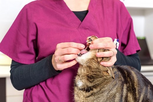 How to Give Medicine to a Cat: A Vet's Step-by-Step Guide