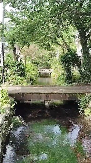 舟木一夫さん「29小節の挽歌」。ここ醒ヶ井宿の地藏川には日本武尊伝説、火野正平さん「こころ旅」のロケ地、鶴瓶の「家族に乾杯」（ゲスト國村隼さん）、「ウドちゃんの旅してゴメン」等忙しい川ですよ