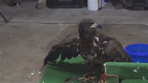 Keewanee eagle rescue urges hunters to clean up after themselves following 2 cases of lead poisoning
