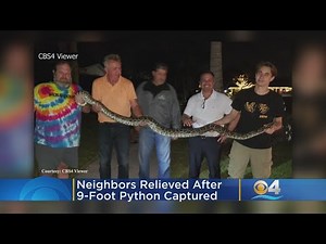 'We're Free To Go Outside Again': Neighbors Relieved As 9-Foot Burmese Python Captured In Quiet Kend