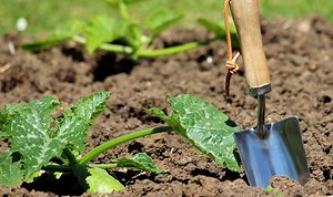 Carol Klein explains how to sow cucumbers and courgettes