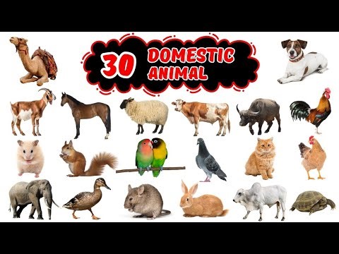 Domestic Animals for Kids | Learn Animal Names for Toddlers & Preschoolers