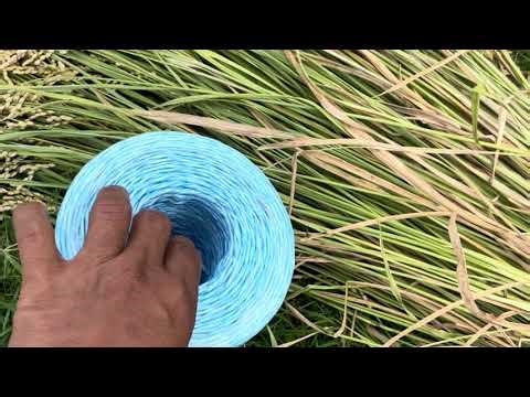 Traditional Way of Rice Harvest in Japan