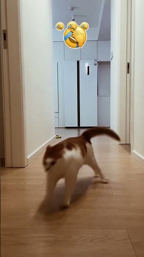 Best Cat Videos Ever 🐱😹 | Cutest Cats Compilation Going Viral #funny #kitten #catvideos #trending
