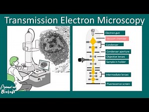 Transmission electron microscopy (TEM) | Principles and application of TEM | limitations of TEM
