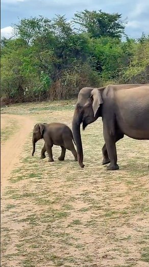 Elephants of Sri Lanka 🇱🇰 | Udawalawe National Park