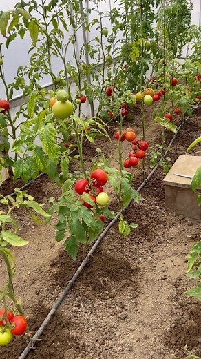 529K views · 8.2K reactions | The joy of growing your own food  #tomatoes #gardening #food | Ingrid in Bosnia | Facebook
