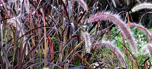 Grass Ground Cover: Bunny Tails and Fountain Grass | DoItYourself.com