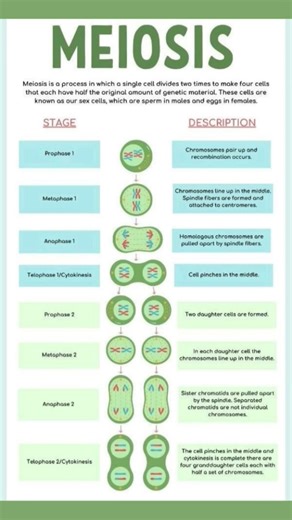 process of meiosis biology class 10th#meiosis#ytshorts#viralreels#education#shorts 🖊️🖊️🖊️🖊️👍👍🖊️🖊️💯🔥
