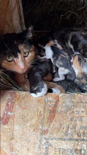 #JasonDeruloTV // Cat Decided To Stay In The Chicken Coop 🐈 🐓 IG @aylorfarmpuppies TT @aylorfarm