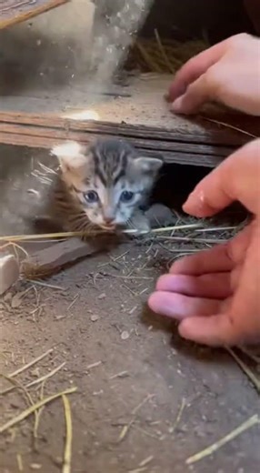 Found Helpless Kittens Trapped Where No One Looks #rescue #kittens #heartwarming
