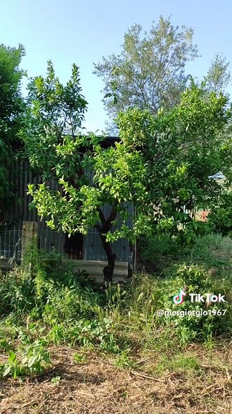 Potatura di riforma per mandarini: guida pratica