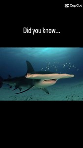 Meet the 10 Species of Hammerhead Sharks! Did you know there are 10 different species of hammerhead sharks around the world? From the iconic Great Hammerhead to the rare Smalleye, each plays a vital role in our oceans. Learn about where they live, their IUCN status, and why many are under threat. Dive into the full blog now via our website: https://www.sharkguardian.org/post/10-known-species-of-hammerhead-sharks #HammerheadSharks #SharkConservation #SharkGuardian #MarineLife #OceanAwareness | Sh