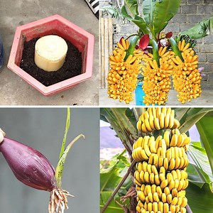 157K views · 4.6K reactions | Growing Bananas at Home Surprising Techniques for Bountiful Harvests and Successful Flower-to-Fruit Growth | DIY Balcony Garden | Facebook