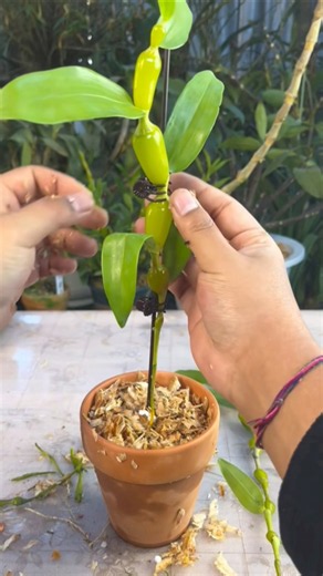 Top Simple method! how to repotting dendrobium plants 🪵🪵🌱🌱🌱