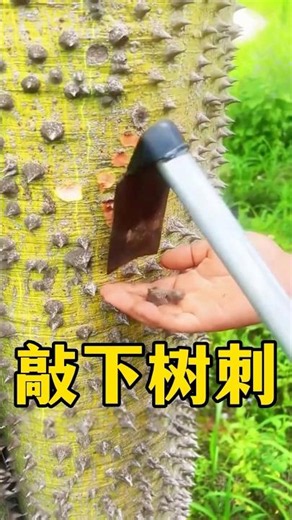 Why is it common for kapok trees to have thorns, and what's the reason for knocking them off? #Le...