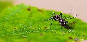 Female mosquitoes rely on one another to choose the best breeding sites − and with the arrival of spring, they’re already on the hunt