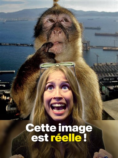 D’où sort ce singe ? 🐒😭 On l’utilise partout en commentaire quand on se pose une question… mais est-ce qu’elle est vraiment réelle ? Entre les singes à Gibraltar, les vieux posts internet et l’IA qui brouille tout, difficile de savoir ce qui est fake ou non 👀 T’y croyais toi ? 👀 @didzjaneiro © Radio Télévision Suisse 🐟🥢 #trend #meme #internetfact #singe #tataki