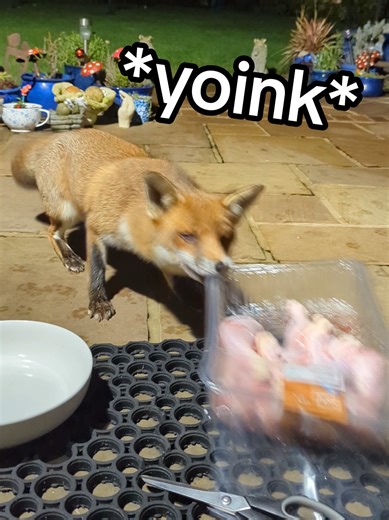 Understanding Fox Behavior: Fear of Chickens Explained