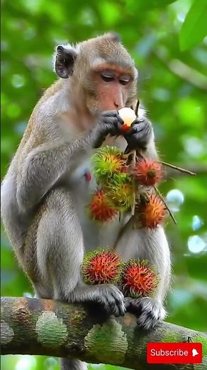 Hungry Monkey Feast – Watch Him Munch with Joy! 🐒🍌