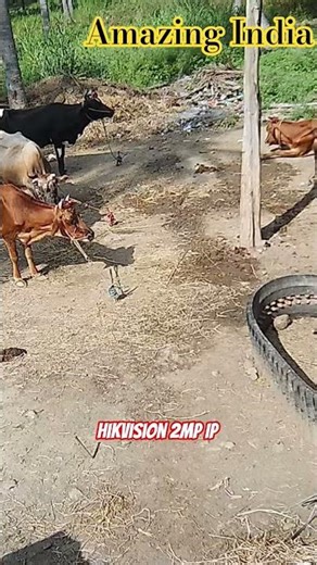 Hikvision 2mp IP CAMERA OUTPUT