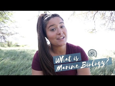 How to Work with the Ocean: Top Marine Biology Careers