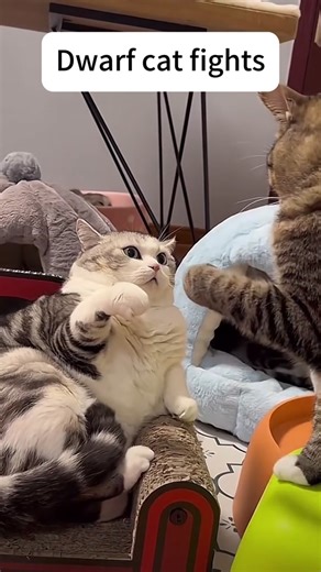 Dwarf Cat Fight: Hilarious Moments