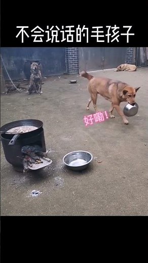 So sweet! They always look out for each other.#funny #comedy #cute #animals #pets #shorts