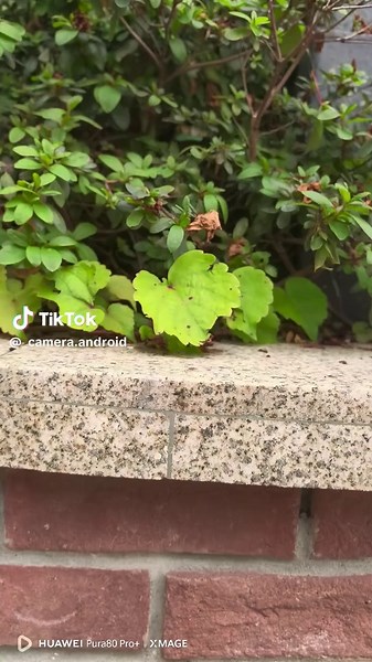 So sánh camera iPhone 16 Pro Max và Huawei Pura 80 Pro