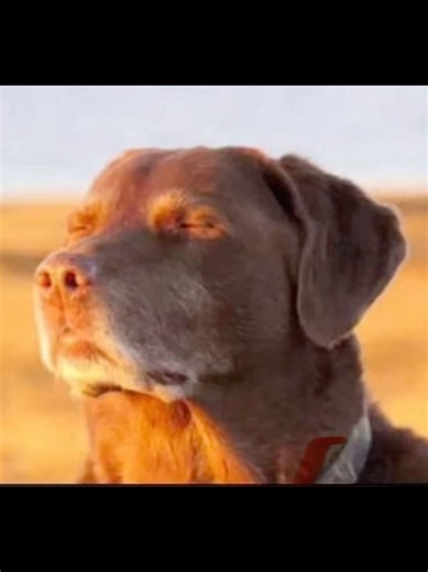 Mastering Ray Toro's Guitar Techniques