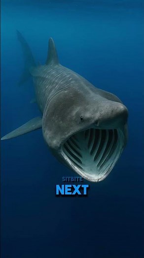 Top 5 Largest Sea Sharks Ever Spotted on Video! 🌊😮