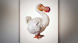 The reason dodo birds went extinct
